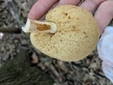 Xanthoconium affine image