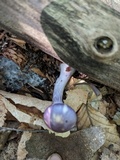 Cortinarius iodes image