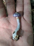 Cortinarius iodes image
