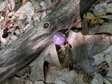 Cortinarius iodes image