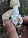 Amanita murrilliana image