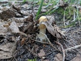 Amanita murrilliana image