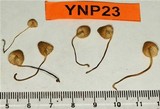 Mycena citrinomarginata image