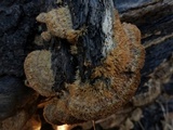 Trichaptum sector image
