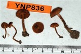 Pachylepyrium carbonicola image