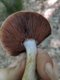 Cortinarius corrugatus image