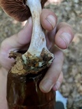 Cortinarius corrugatus image