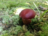 Butyriboletus frostii image