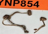 Mycena amicta image
