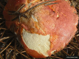 Boletus armeniacus image