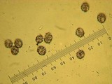 Lactarius rufus image