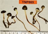 Mycena nivicola image