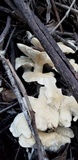 Lepista subconnexa image