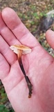 Gymnopus brassicolens var. brassicolens image