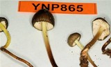 Mycena nivicola image
