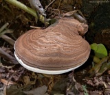 Ganoderma australe image