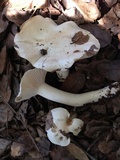 Hygrophorus sordidus image