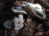 Hygrophorus sordidus image