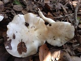 Hygrophorus sordidus image