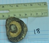 Lentinula edodes image