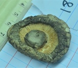 Lentinula edodes image