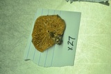 Clitopilus prunulus image