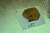 Clitopilus prunulus image