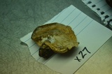 Clitopilus prunulus image