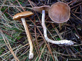 Cortinarius anomalus image