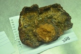 Ischnoderma benzoinum image