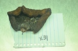 Ischnoderma benzoinum image