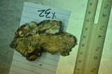 Ischnoderma benzoinum image