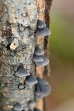Resupinatus applicatus image