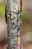 Resupinatus applicatus image