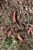 Mutinus elegans image