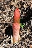 Mutinus elegans image