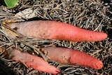 Mutinus elegans image
