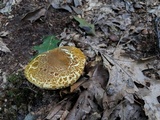 Xanthoconium affine image
