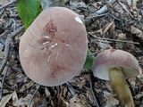 Tylopilus rubrobrunneus image