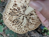 Megacollybia rodmanii image