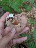 Tylopilus felleus image