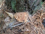 Tylopilus felleus image
