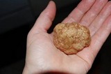 Tuber gibbosum image