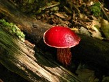 Boletus frostii image
