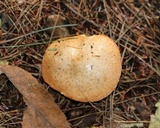 Suillus weaverae image
