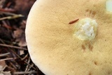 Suillus weaverae image