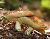 Suillus weaverae image