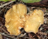 Gomphus clavatus image