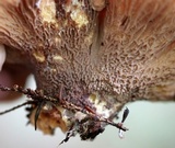 Gomphus clavatus image