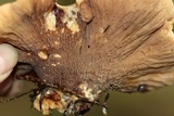Gomphus clavatus image